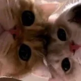 صورة قناة 00.02