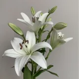 صورة قناة عِلم نَفس.