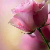 صورة قناة 【قصص زوجية مفيدة】