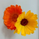 صورة قناة زهور السنة