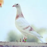 صورة قناة عشاق حمام الزاجل في العالم