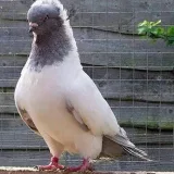 صورة قناة طير الحمام