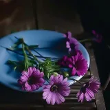 صورة قناة ڤيـولـيت 