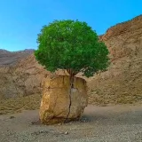 صورة قناة شبان (یاسر عرب)