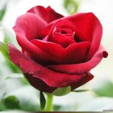 صورة قناة   د. أفراح الحميضي