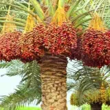 صورة قناة مزارعي النخيل