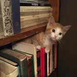 صورة قناة مكتبة الفوائد والمنوعات