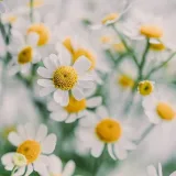 صورة قناة فيء °