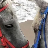 صورة قناة غٌـــــرابيلٓ