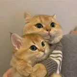 صورة قناة مـن گل شـي شـي 