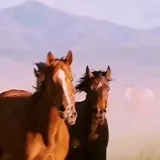 صورة قناة ﮼﮼غراس ... ﮼﮼الجوزاء .