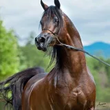 صورة قناة خيل 🐎❤️