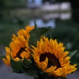 صورة قناة Blaze