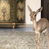 صورة قناة 𝙼𝙾𝙾𝙽 ☽︎ .
