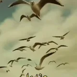 صورة قناة النورس