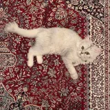 صورة قناة لِفقيدتي .