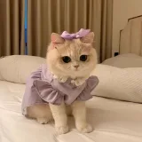 صورة قناة مخطوطاتي•••