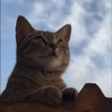 صورة قناة طُوبَى